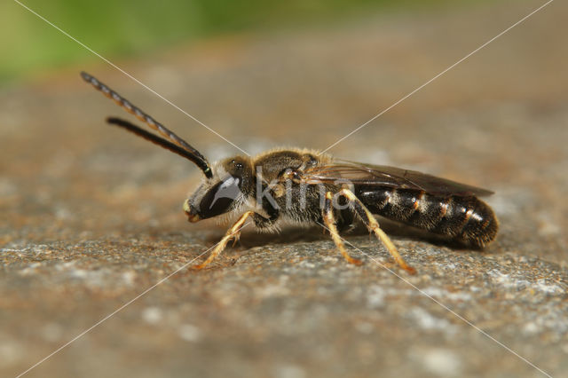 Schoorsteengroefbij (Lasioglossum lineare)