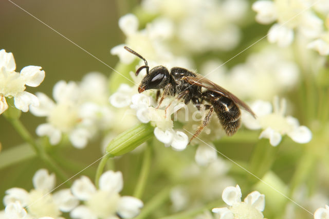 Lasioglossum politum