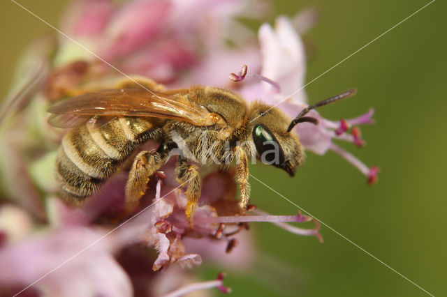 Halictus subauratus