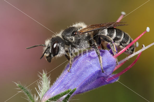 Osmia adunca