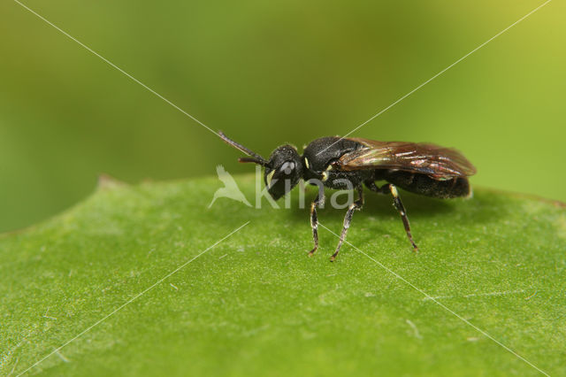 Stipmaskerbij (Hylaeus styriacus)