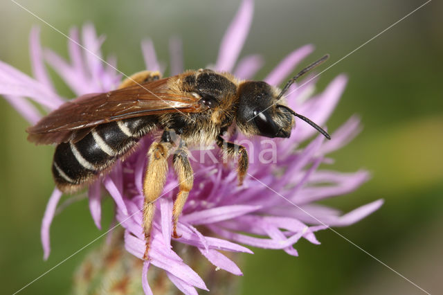 Halictus quadricinctus