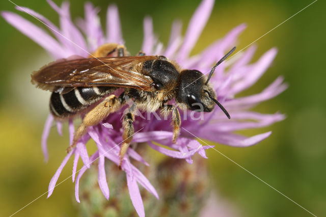 Halictus quadricinctus