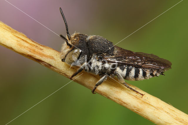 Coelioxys afer