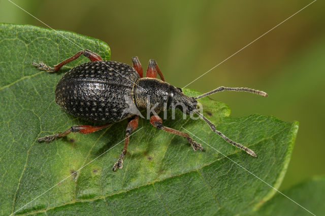 Otiorhynchus coecus