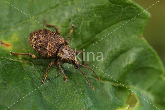 Otiorhynchus scaber