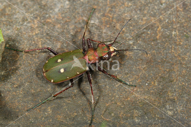 Groene zandloopkever (Cicindela campestris)