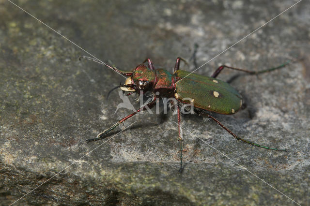 Green Tiger Beetle (Cicindela campestris)