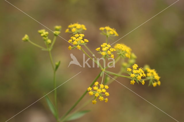 Sikkelgoudscherm (Bupleurum falcatum)