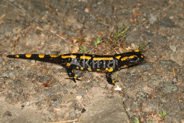 Vuursalamander (Salamandra salamandra)