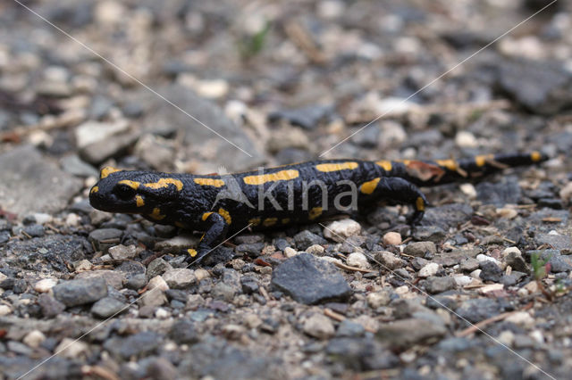 Vuursalamander (Salamandra salamandra)