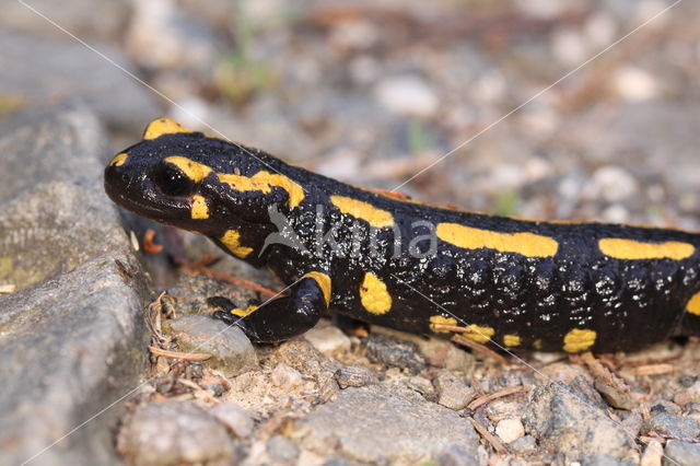 Fire Salamander (Salamandra salamandra)