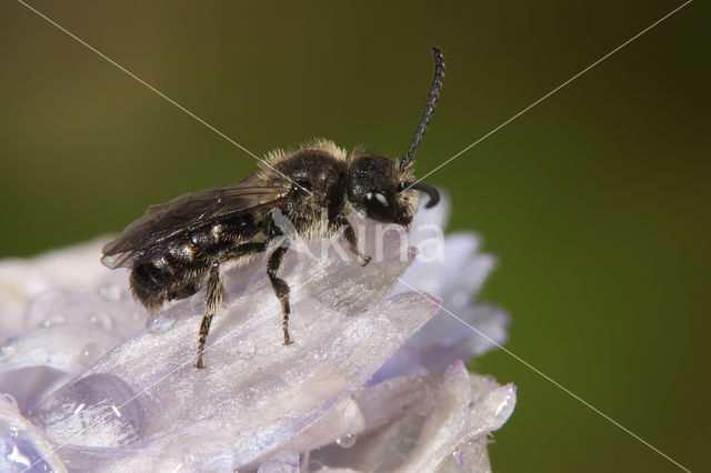 Gewone klokjesglansbij (Dufourea dentiventris)