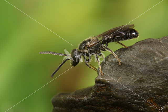 Kleine groefbij (Lasioglossum parvulum)