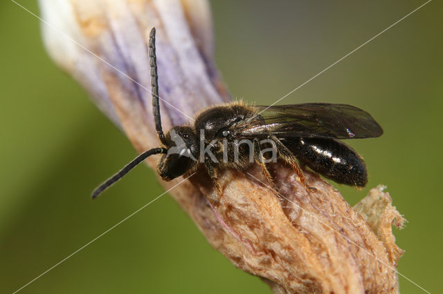 Lasioglossum rufitarse