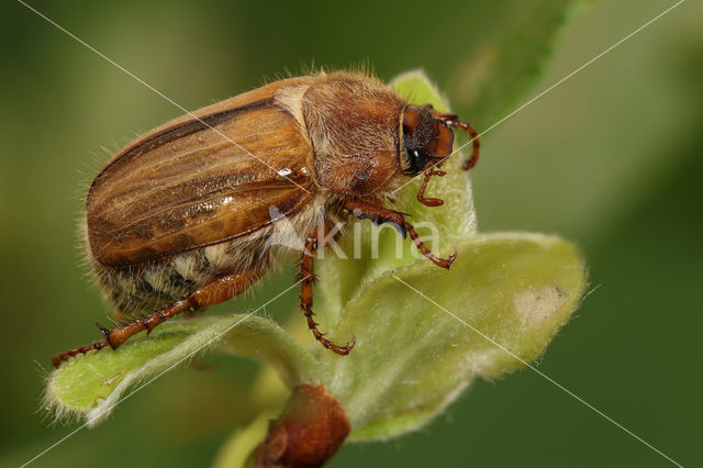 European chafer (Amphimallon solstitiale)