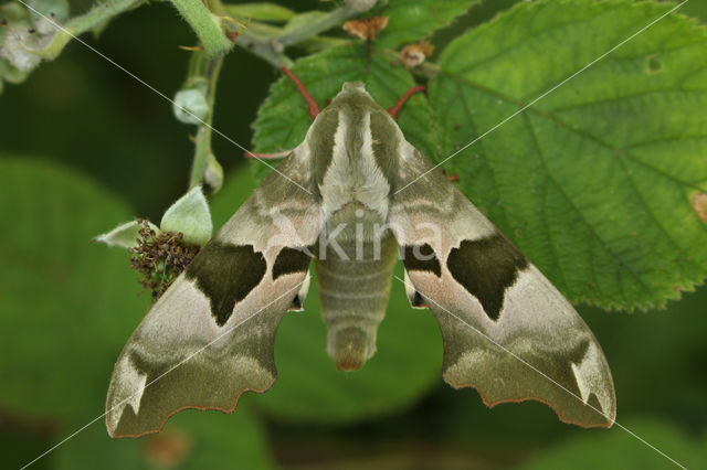 Lime Hawk-moth (Mimas tiliae)