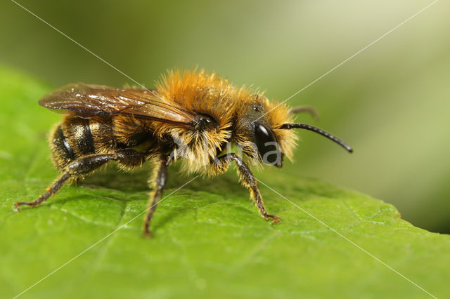 Kauwende metselbij (Osmia leaiana)