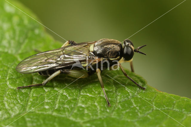 drab wood-soldierfly (Solva marginata)