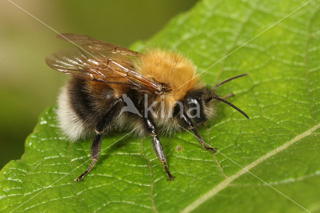 Boomhommel (Bombus hypnorum)