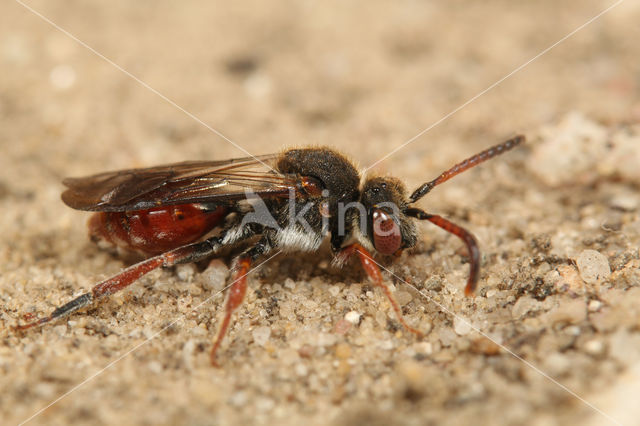 Dubbeldoornwespbij (Nomada femoralis)