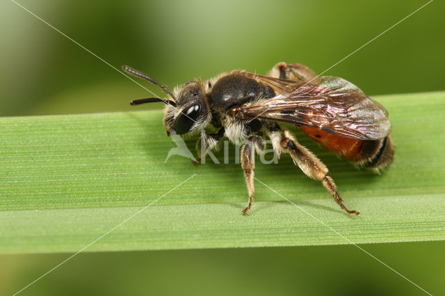 Girdled Mining Bee (Andrena labiata)