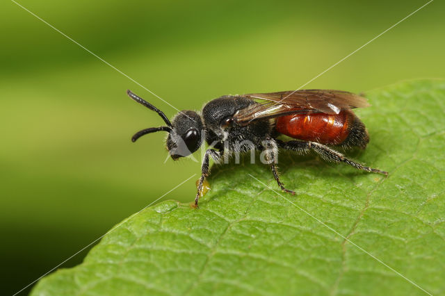 Schoffelbloedbij (Sphecodes pellucidus)