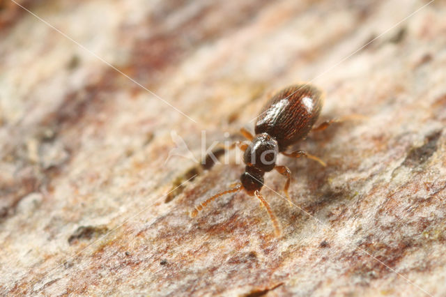 Stenichnus bicolor