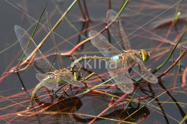 Zadellibel (Anax ephippiger)