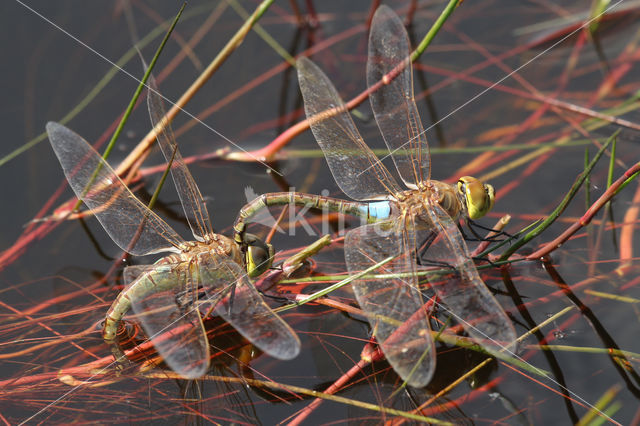 Zadellibel (Anax ephippiger)