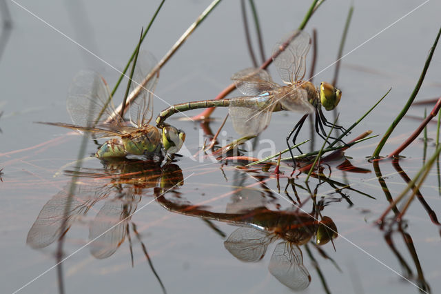 Zadellibel (Anax ephippiger)