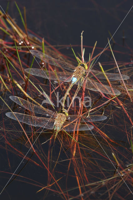 Zadellibel (Anax ephippiger)