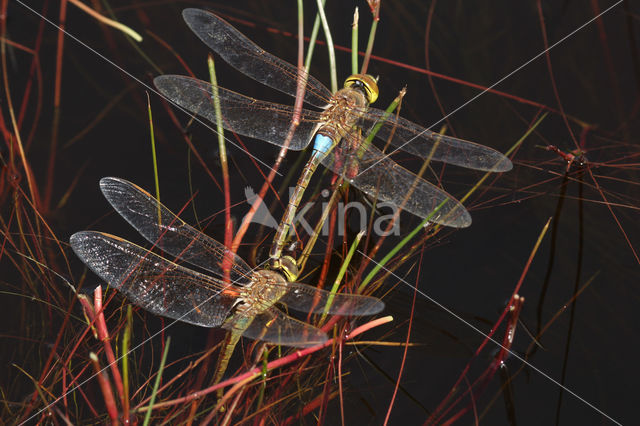 Zadellibel (Anax ephippiger)