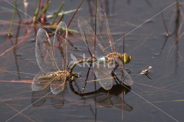 Zadellibel (Anax ephippiger)