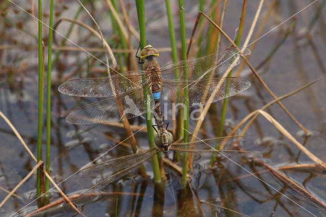 Zadellibel (Anax ephippiger)