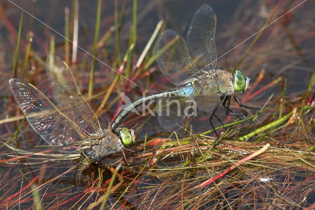 Little emperor dragonfly (Anax parthenope)