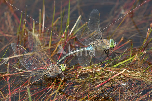 Little emperor dragonfly (Anax parthenope)