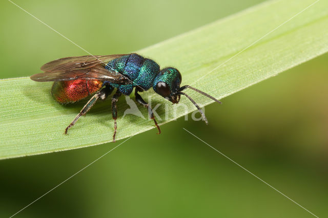 Hedychrum gerstaeckeri