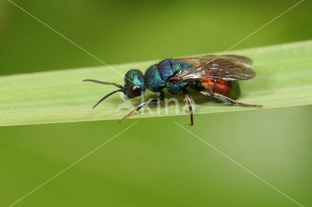 Hedychrum gerstaeckeri