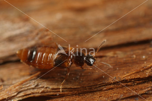 Gyrophaena gentilis