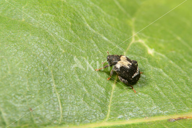 Orchestes hortorum