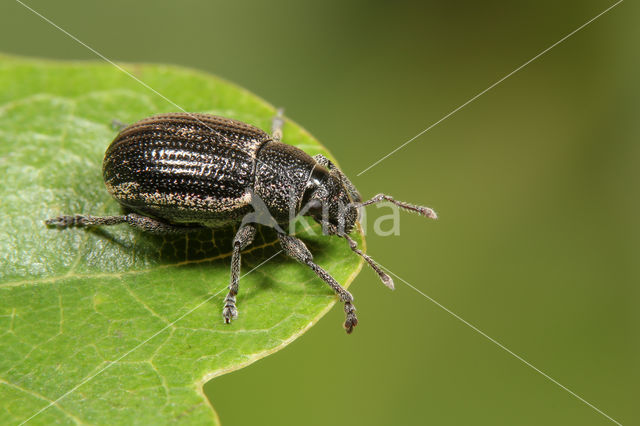 Strophosoma sus