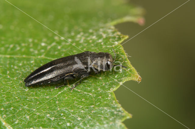 Agrilus betuleti