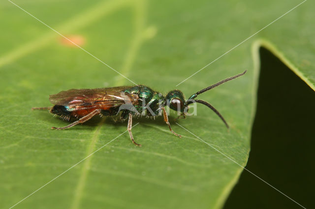 Cleptes semiauratus