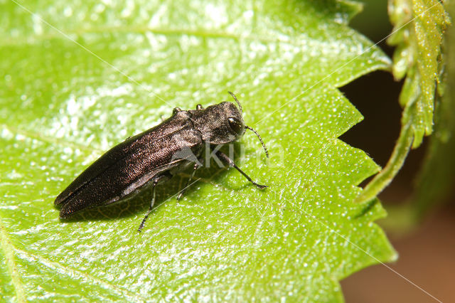 beech splendour beetle (Agrilus viridis)
