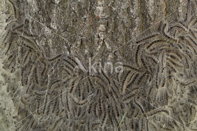 Oak processionary  moth (Thaumetopoea processionea)