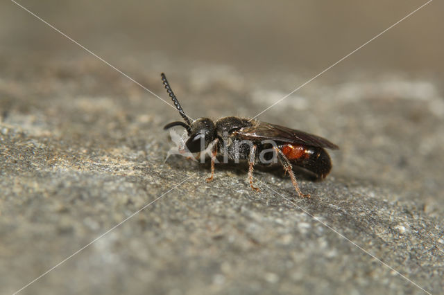 Kleine spitstandbloedbij (Sphecodes longulus)