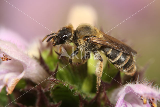 Slurfbij (Rophites quinquespinosus)