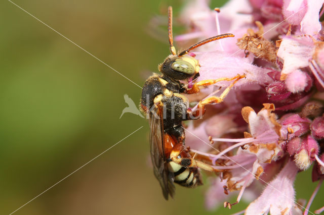 Nomada roberjeotiana