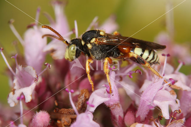 Kleine bonte wespbij (Nomada roberjeotiana)